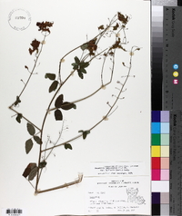 Desmodium perplexum image