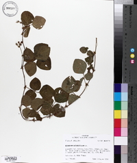 Desmodium rotundifolium image