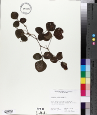 Desmodium rotundifolium image