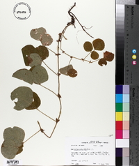 Desmodium rotundifolium image