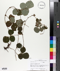 Desmodium rotundifolium image