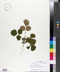 Desmodium rotundifolium image