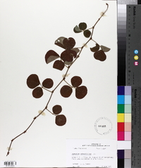 Desmodium rotundifolium image