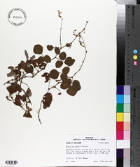 Desmodium rotundifolium image