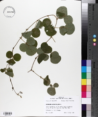 Desmodium rotundifolium image