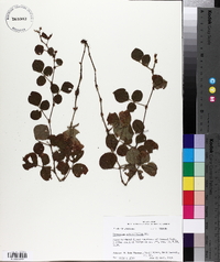 Desmodium rotundifolium image