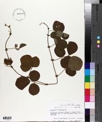 Desmodium rotundifolium image