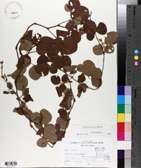 Desmodium rotundifolium image