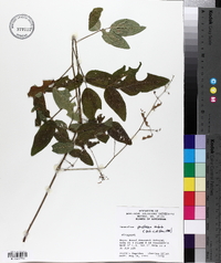 Desmodium perplexum image