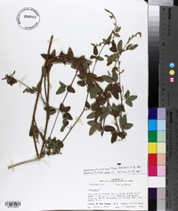 Desmodium perplexum image