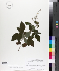 Desmodium perplexum image