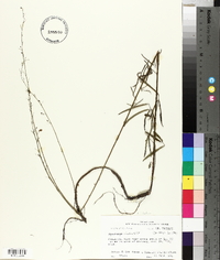 Desmodium strictum image