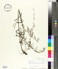 Desmodium strictum image