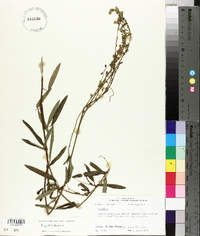 Desmodium strictum image