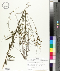 Desmodium sessilifolium image