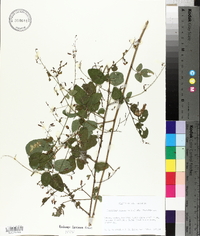 Desmodium canescens image