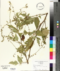 Desmodium canescens image