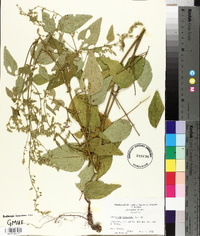 Desmodium canescens image