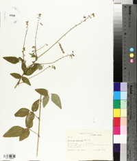 Desmodium canescens image