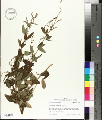 Desmodium canescens image