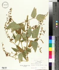 Desmodium canescens image