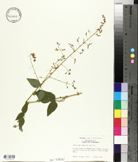 Desmodium canescens image