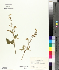 Desmodium canescens image