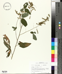 Desmodium canescens image