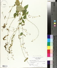 Desmodium canescens image