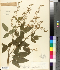 Desmodium canescens image