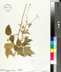 Desmodium canescens image