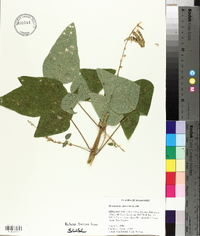 Desmodium canescens image