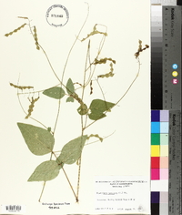 Desmodium canescens image