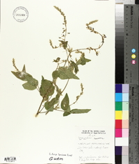 Desmodium canescens image