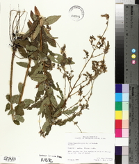 Desmodium canescens image