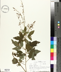 Desmodium canescens image