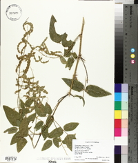 Desmodium canescens image