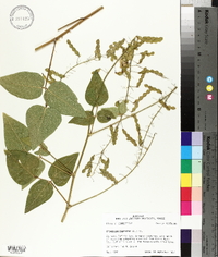 Desmodium canescens image