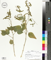 Desmodium canescens image