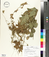 Desmodium canescens image