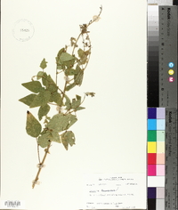 Desmodium canescens image