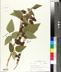 Desmodium canescens image