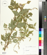 Desmodium canescens image