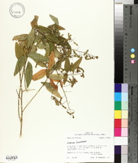 Desmodium canescens image