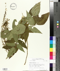 Desmodium canescens image