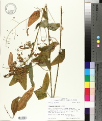 Desmodium canescens image