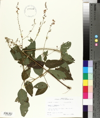 Desmodium canescens image