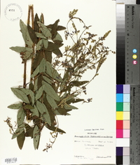 Desmodium canescens image