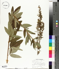 Desmodium canescens image