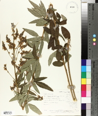 Desmodium canescens image